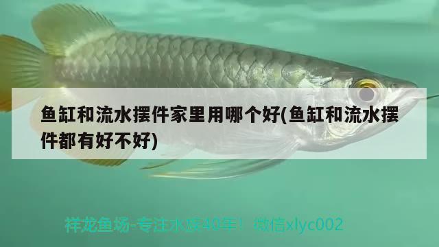 魚缸和流水?dāng)[件家里用哪個好(魚缸和流水?dāng)[件都有好不好) 狗仔（招財貓)魚苗