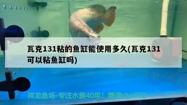 瓦克131粘的魚缸能使用多久(瓦克131可以粘魚缸嗎) 黃金招財(cái)貓魚