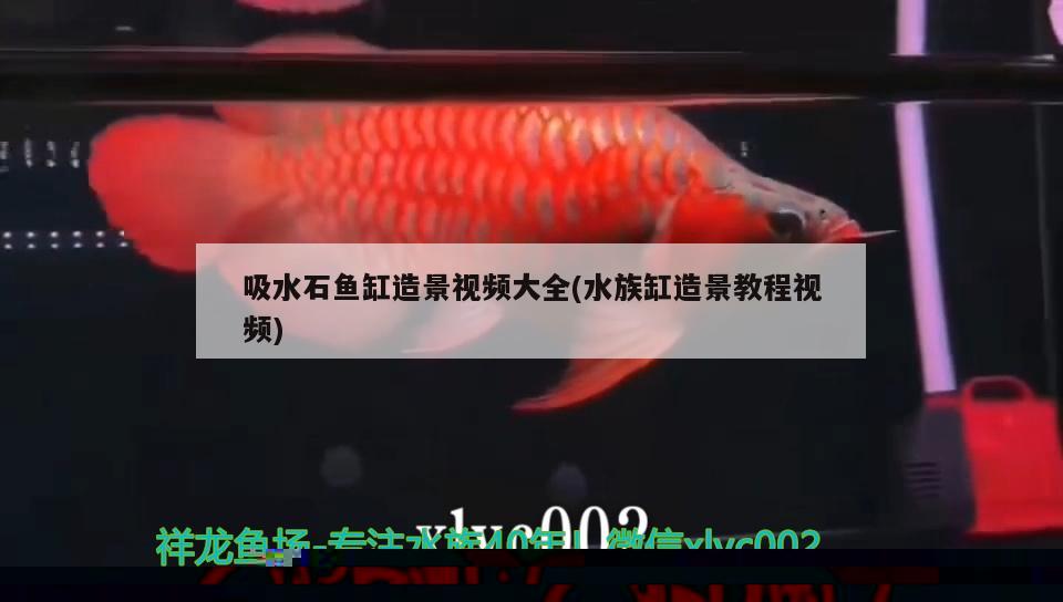 吸水石魚缸造景視頻大全(水族缸造景教程視頻) 皇冠黑白魟魚