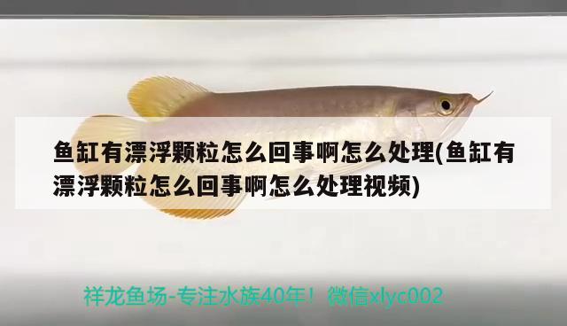 魚缸有漂浮顆粒怎么回事啊怎么處理(魚缸有漂浮顆粒怎么回事啊怎么處理視頻)