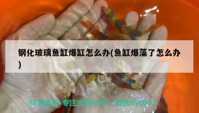 鋼化玻璃魚缸爆缸怎么辦(魚缸爆藻了怎么辦)