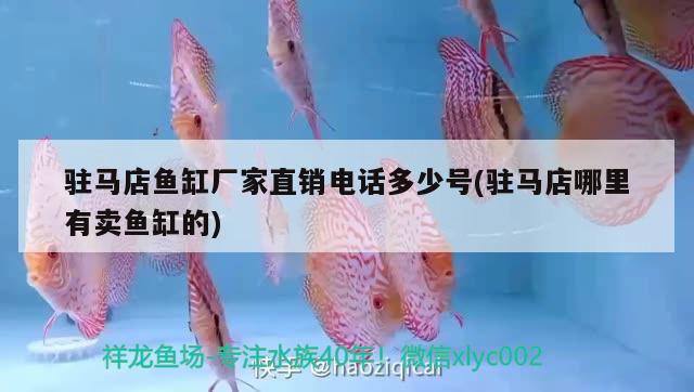 駐馬店魚缸廠家直銷電話多少號(hào)(駐馬店哪里有賣魚缸的) 綠皮辣椒小紅龍