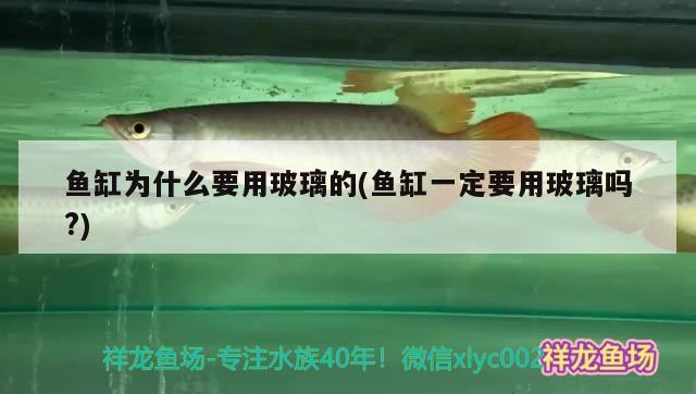 魚缸為什么要用玻璃的(魚缸一定要用玻璃嗎?) 魚缸百科