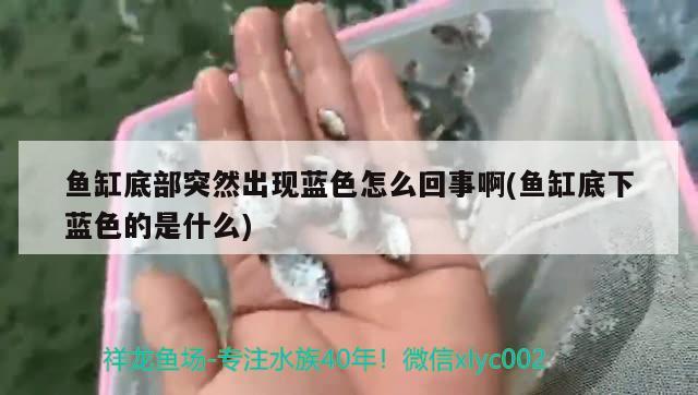 魚缸底部突然出現藍色怎么回事啊(魚缸底下藍色的是什么) 水溫計