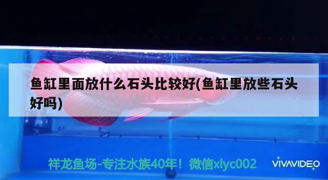 魚缸里面放什么石頭比較好(魚缸里放些石頭好嗎) 南美異型魚