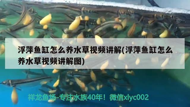 浮萍魚(yú)缸怎么養(yǎng)水草視頻講解(浮萍魚(yú)缸怎么養(yǎng)水草視頻講解圖)