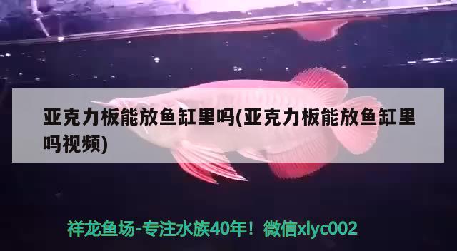 亞克力板能放魚缸里嗎(亞克力板能放魚缸里嗎視頻) 白子黃化銀龍魚