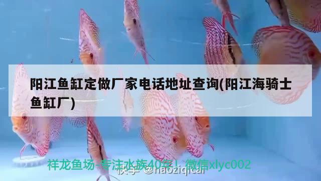 陽江魚缸定做廠家電話地址查詢(陽江海騎士魚缸廠) 玫瑰銀版魚