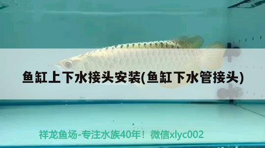 魚缸上下水接頭安裝(魚缸下水管接頭) B級過背金龍魚