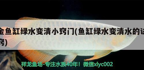 金魚缸綠水變清小竅門(魚缸綠水變清水的訣竅)