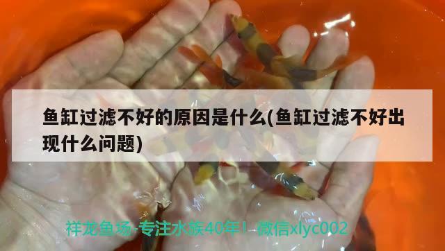 魚缸過濾不好的原因是什么(魚缸過濾不好出現(xiàn)什么問題)