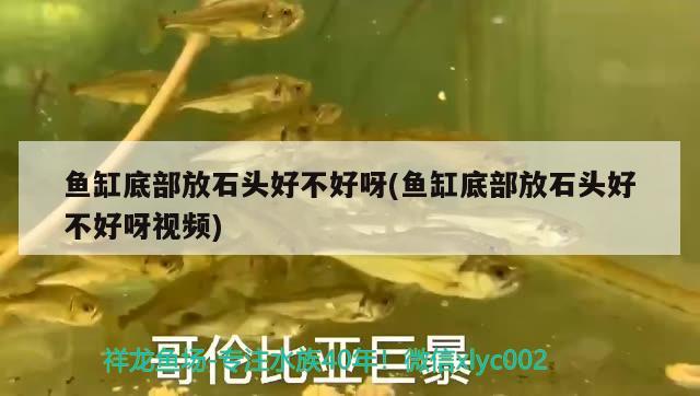 魚缸底部放石頭好不好呀(魚缸底部放石頭好不好呀視頻) 祥龍藍(lán)珀金龍魚 第1張