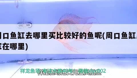 周口魚缸去哪里買比較好的魚呢(周口魚缸廠家在哪里) 噴點菠蘿魚