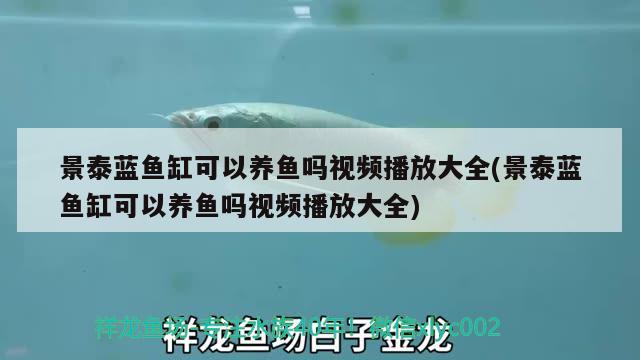 景泰藍魚缸可以養(yǎng)魚嗎視頻播放大全(景泰藍魚缸可以養(yǎng)魚嗎視頻播放大全) 可麗愛魚缸