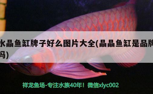 水晶魚缸牌子好么圖片大全(晶晶魚缸是品牌嗎) 成吉思汗鯊（球鯊）魚