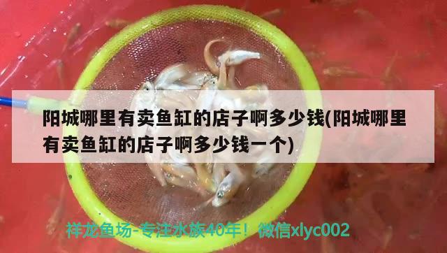 陽城哪里有賣魚缸的店子啊多少錢(陽城哪里有賣魚缸的店子啊多少錢一個) 埃及神仙魚