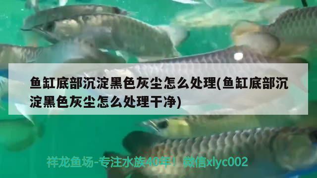 魚缸底部沉淀黑色灰塵怎么處理(魚缸底部沉淀黑色灰塵怎么處理干凈)