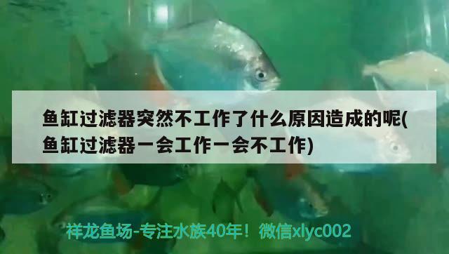 魚缸過濾器突然不工作了什么原因造成的呢(魚缸過濾器一會工作一會不工作) 藍底過背金龍魚