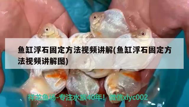 魚缸浮石固定方法視頻講解(魚缸浮石固定方法視頻講解圖) 成吉思汗鯊（球鯊）魚