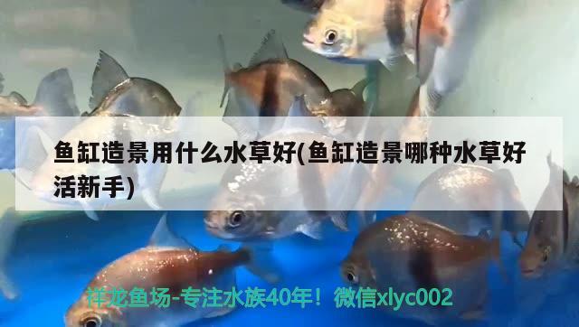 魚缸造景用什么水草好(魚缸造景哪種水草好活新手)