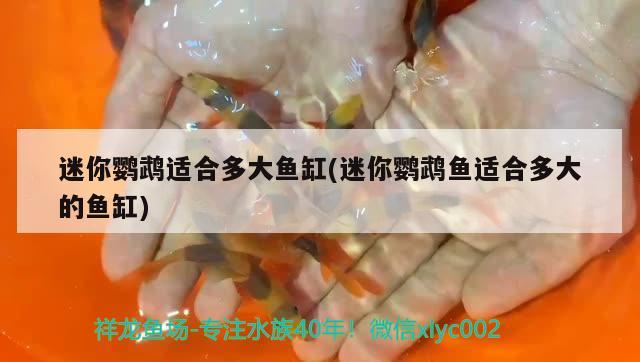 迷你鸚鵡適合多大魚缸(迷你鸚鵡魚適合多大的魚缸) 鸚鵡魚