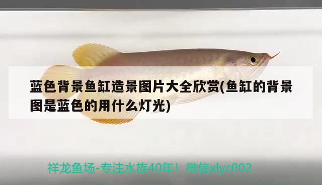 藍(lán)色背景魚(yú)缸造景圖片大全欣賞(魚(yú)缸的背景圖是藍(lán)色的用什么燈光) 紅老虎魚(yú)