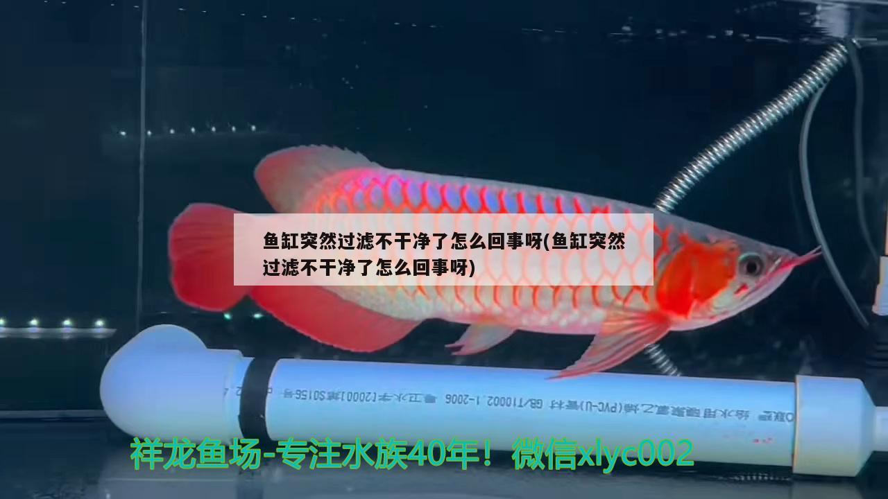 魚缸突然過濾不干凈了怎么回事呀(魚缸突然過濾不干凈了怎么回事呀) 養(yǎng)魚知識(shí)