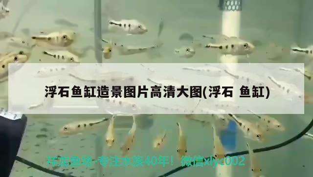 浮石魚缸造景圖片高清大圖(浮石魚缸)