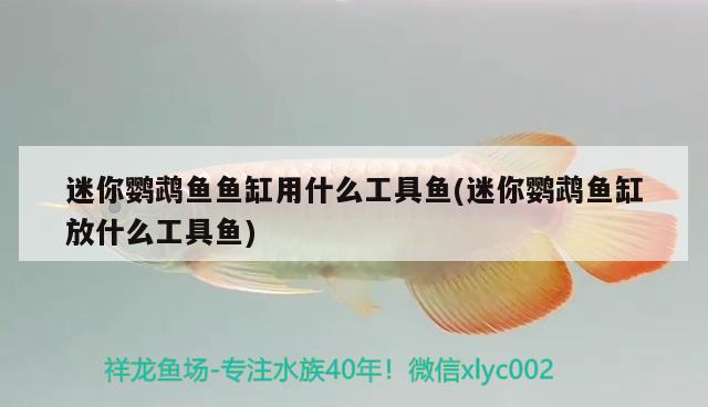 迷你鸚鵡魚魚缸用什么工具魚(迷你鸚鵡魚缸放什么工具魚)