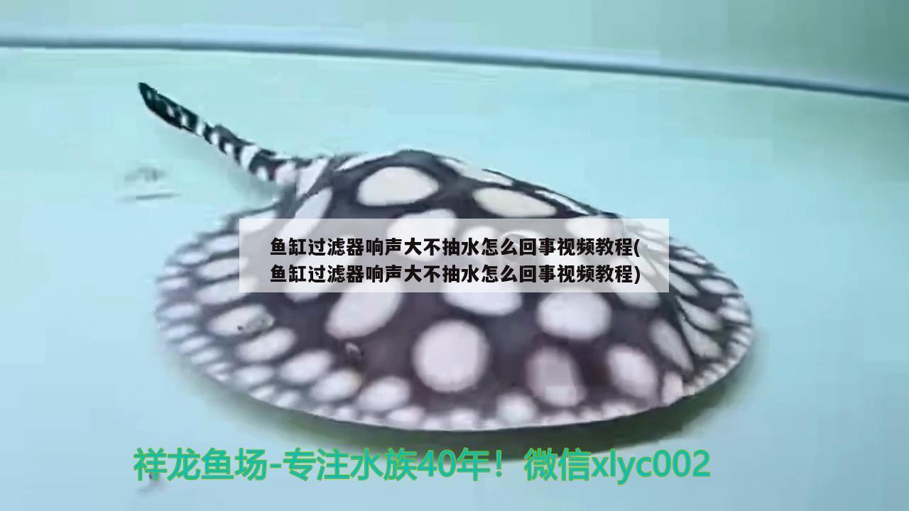 魚缸過濾器響聲大不抽水怎么回事視頻教程(魚缸過濾器響聲大不抽水怎么回事視頻教程) 廣州水族批發(fā)市場