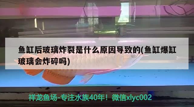 魚缸后玻璃炸裂是什么原因?qū)е碌?魚缸爆缸玻璃會炸碎嗎) 恐龍王魚