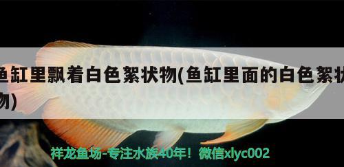 魚缸里飄著白色絮狀物(魚缸里面的白色絮狀物)