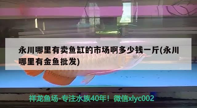 永川哪里有賣魚缸的市場啊多少錢一斤(永川哪里有金魚批發(fā)) 麥肯斯銀版魚