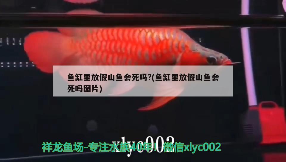 魚缸里放假山魚會死嗎?(魚缸里放假山魚會死嗎圖片) 吉羅魚批發(fā)