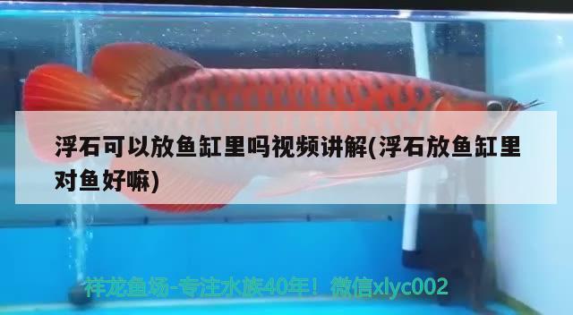 浮石可以放魚缸里嗎視頻講解(浮石放魚缸里對魚好嘛) 魚缸水泵