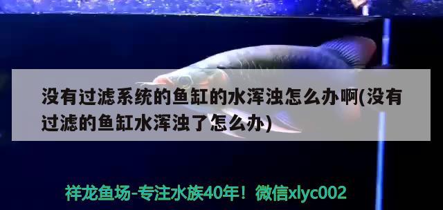 沒有過濾系統(tǒng)的魚缸的水渾濁怎么辦啊(沒有過濾的魚缸水渾濁了怎么辦) 黑云魚