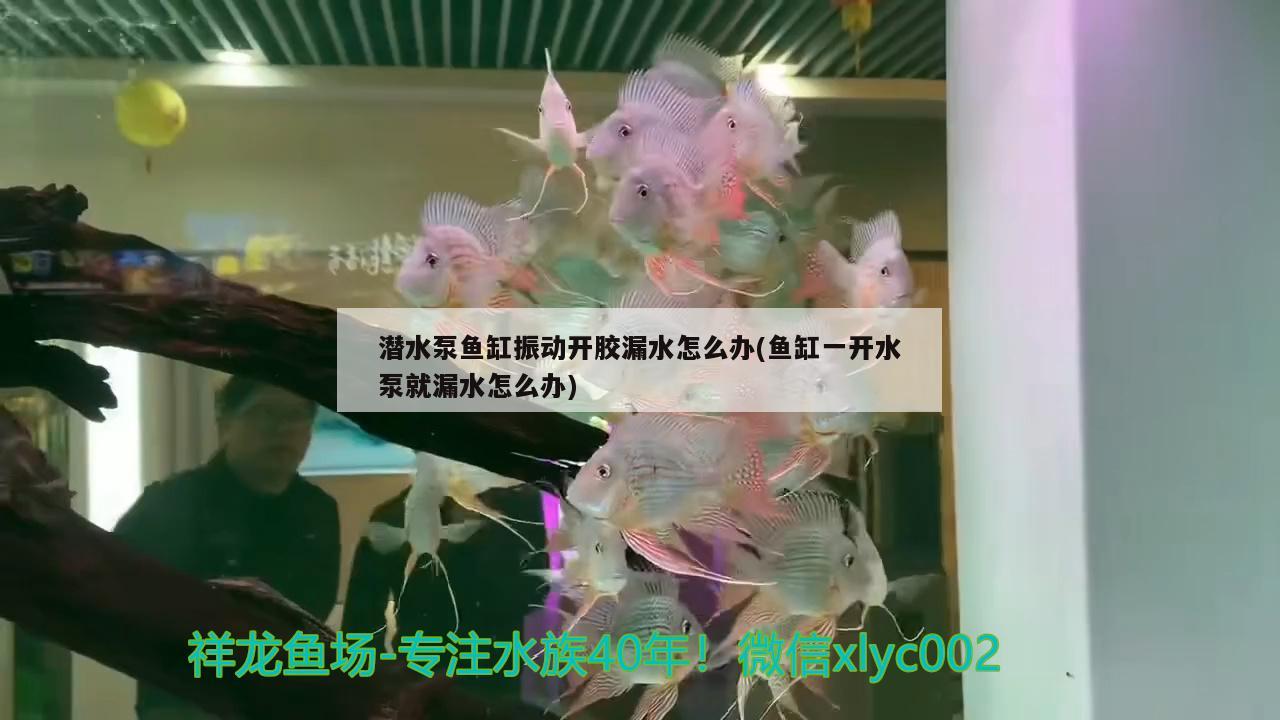 潛水泵魚缸振動(dòng)開膠漏水怎么辦(魚缸一開水泵就漏水怎么辦)