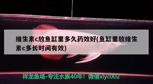 維生素c放魚缸里多久藥效好(魚缸里放維生素c多長時間有效)