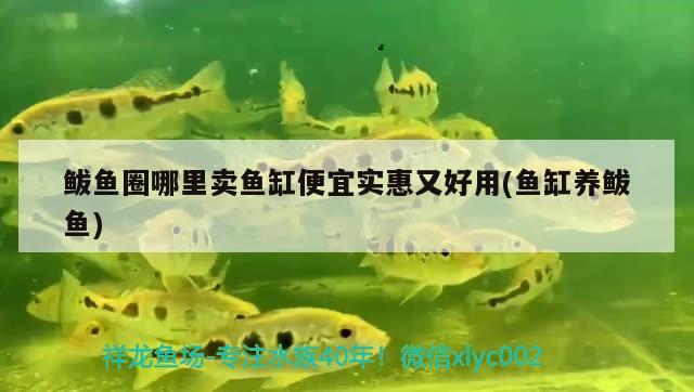 鲅魚圈哪里賣魚缸便宜實(shí)惠又好用(魚缸養(yǎng)鲅魚)