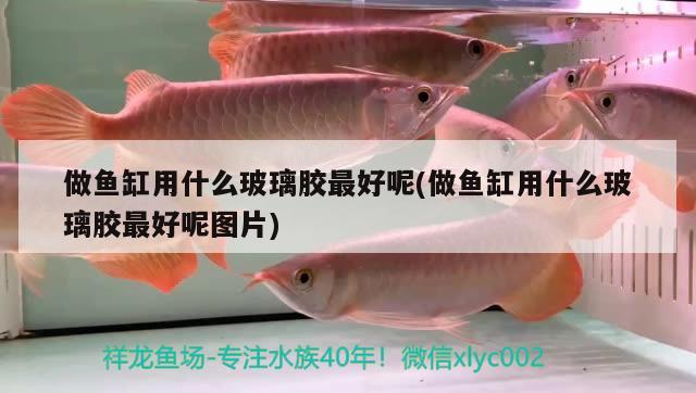 做魚缸用什么玻璃膠最好呢(做魚缸用什么玻璃膠最好呢圖片) 水族維護服務(wù)（上門）