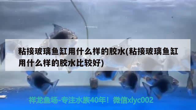 粘接玻璃魚缸用什么樣的膠水(粘接玻璃魚缸用什么樣的膠水比較好) 帝王血鉆魚