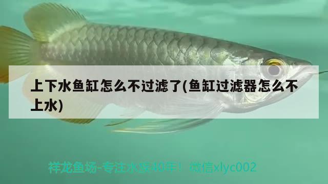 上下水魚缸怎么不過濾了(魚缸過濾器怎么不上水) 錦鯉魚