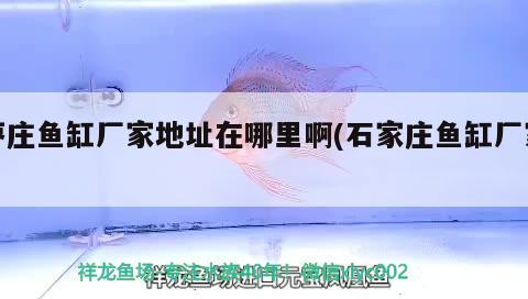 棗莊魚缸廠家地址在哪里啊(石家莊魚缸廠家) 黑白雙星魚