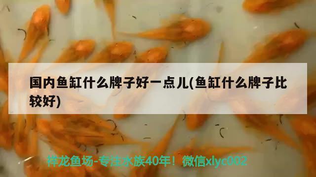 國內魚缸什么牌子好一點兒(魚缸什么牌子比較好) 純血皇冠黑白魟魚