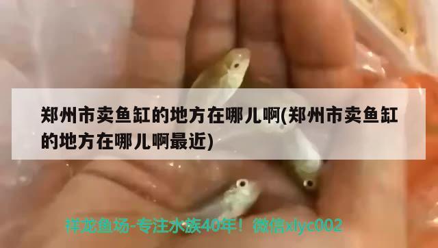 鄭州市賣魚缸的地方在哪兒啊(鄭州市賣魚缸的地方在哪兒啊最近) 慈雕魚