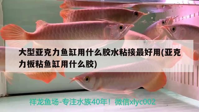 大型亞克力魚(yú)缸用什么膠水粘接最好用(亞克力板粘魚(yú)缸用什么膠)