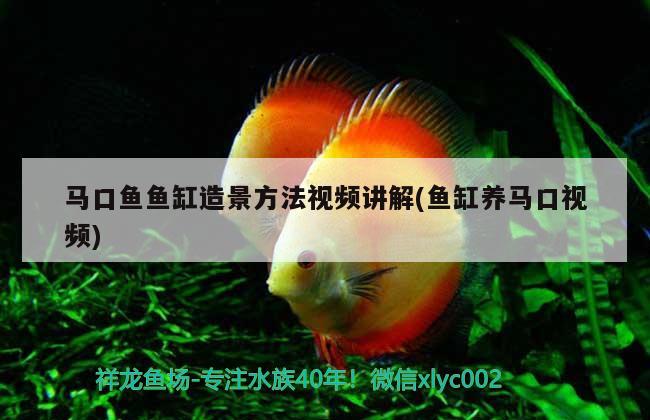 馬口魚魚缸造景方法視頻講解(魚缸養(yǎng)馬口視頻) 海象魚