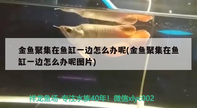 金魚聚集在魚缸一邊怎么辦呢(金魚聚集在魚缸一邊怎么辦呢圖片) 狗仔（招財貓)魚苗