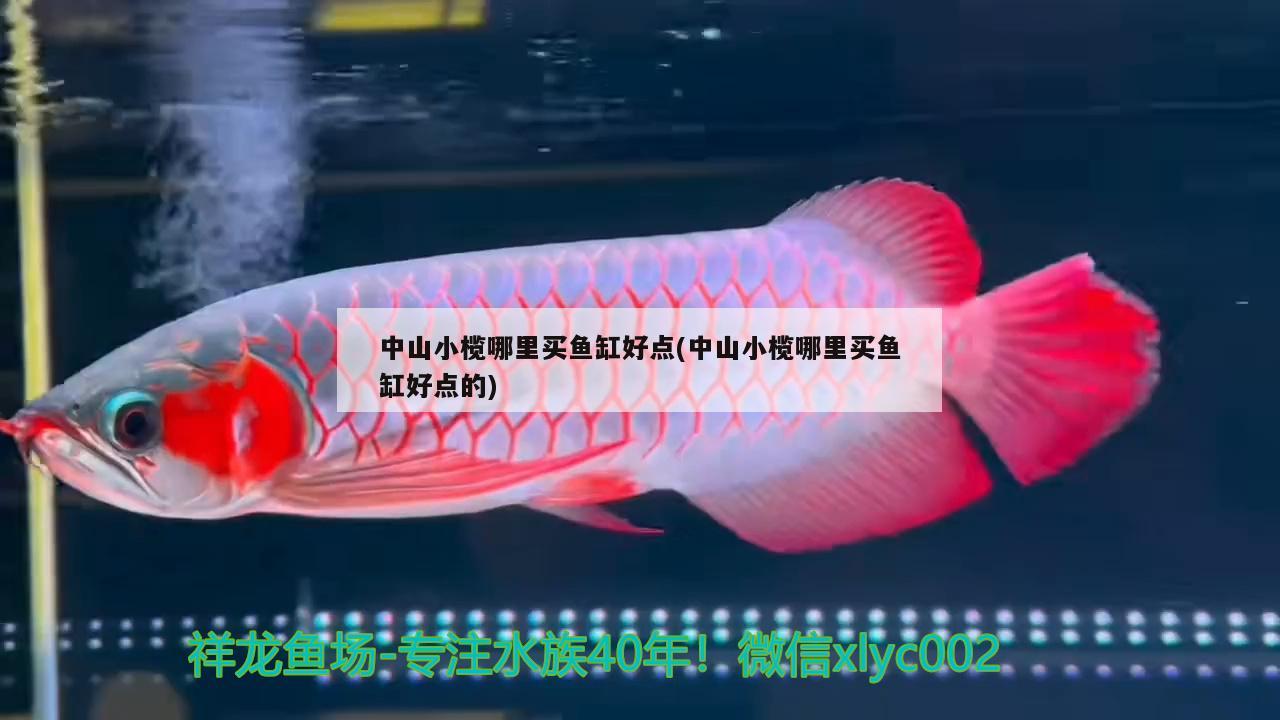 中山小欖哪里買魚缸好點(中山小欖哪里買魚缸好點的) 黃金河虎魚