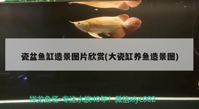 瓷盆魚缸造景圖片欣賞(大瓷缸養(yǎng)魚造景圖) 檸檬鯽